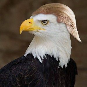 Meet your Posher, Dan